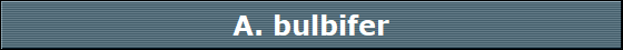 A. bulbifer