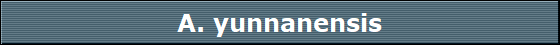 A. yunnanensis