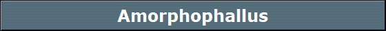 Amorphophallus