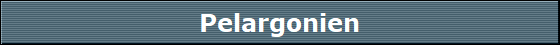 Pelargonien