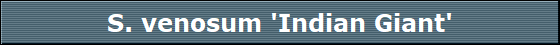 S. venosum 'Indian Giant'