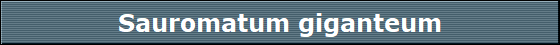 Sauromatum giganteum