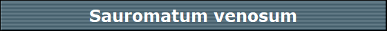 Sauromatum venosum